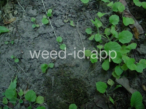nipplewort